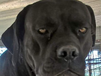  cane corso black